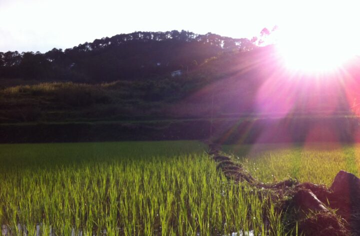 Sagada rice paddies